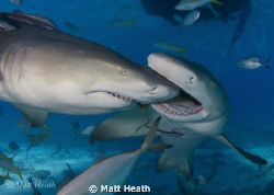 These Lemon Sharks Were Competing Over Who Got To Be In T... by Matt Heath 